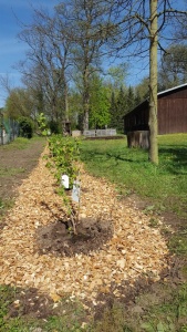 Schulgartenerweiterung (Foto: Dr. A. Weber)