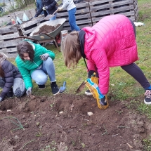 5. Klasse pflanzt Kartoffeln (Foto: Dr. A. Weber)